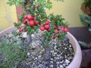 Gutui japonez, bonsai