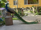 P4180755