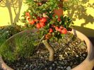 21 mart. 2020 - Gutui japonez, bonsai