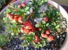 21 mart. 2020 - Gutui japonez, bonsai