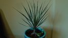 Yucca rostrata