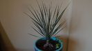 Yucca rostrata