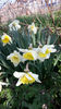 Ice Follies