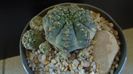 Gymnocalycium bruchii f. brigittae,  Taninga, Argentina