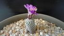 Turbinicarpus pseudopectinatus