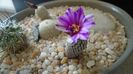 Turbinicarpus pseudopectinatus