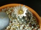 Mammillaria coahuilensis ssp. albiarmata