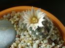 Mammillaria coahuilensis ssp. albiarmata