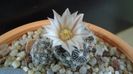 Mammillaria coahuilensis ssp. albiarmata