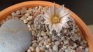 Mammillaria coahuilensis ssp. albiarmata