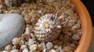 8 mart. 2020: Mammillaria perezdelarosae ssp. andersoniana