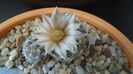 Mammillaria coahuilensis ssp. albiarmata