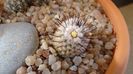 Mammillaria perezdelarosae ssp. andersoniana