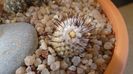Mammillaria perezdelarosae ssp. andersoniana