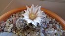 Mammillaria coahuilensis ssp. albiarmata