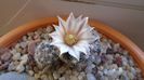 Mammillaria coahuilensis ssp. albiarmata