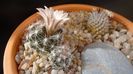 Mammillaria coahuilensis ssp. albiarmata