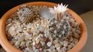 Mammillaria coahuilensis ssp. albiarmata