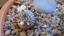 Mammillaria perezdelarosae ssp. andersoniana