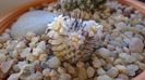 Mammillaria perezdelarosae ssp. andersoniana
