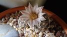 Mammillaria coahuilensis ssp. albiarmata