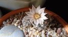 Mammillaria coahuilensis ssp. albiarmata