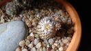 8 mart. 2020: Mammillaria perezdelarosae ssp. andersoniana