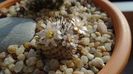 8 mart. 2020: Mammillaria perezdelarosae ssp. andersoniana