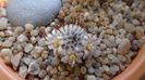 Mammillaria perezdelarosae ssp. andersoniana