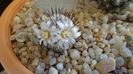 Mammillaria perezdelarosae ssp. andersoniana