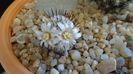 8 mart. 2020: Mammillaria perezdelarosae ssp. andersoniana