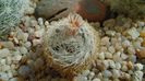 Mammillaria lasiacantha v. denudata