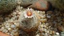Mammillaria lasiacantha v. denudata
