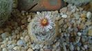 8 mart. 2020: Mammillaria lasiacantha v. denudata