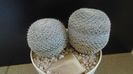 Mammillaria perbella cv. superfina