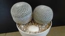 Mammillaria perbella cv. superfina