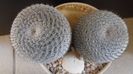 Mammillaria perbella cv. superfina