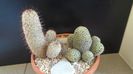 Grup de 2 Mammillaria