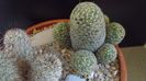 Mammillaria schiedeana ssp. giselae