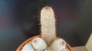 Mammillaria microhelia