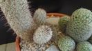 Grup de 2 Mammillaria