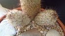 Mammillaria microhelia