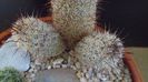 Mammillaria microhelia