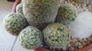 Mammillaria schiedeana ssp. giselae