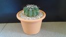 Echinocactus (Homalocephala) texensis