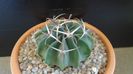 Echinocactus (Homalocephala) texensis
