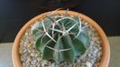 Echinocactus (Homalocephala) texensis