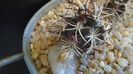 Echinocereus davisi brevispinus