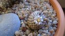 8 mart. 2020: Mammillaria perezdelarosae ssp. andersoniana