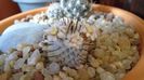 8 mart. 2020: Mammillaria perezdelarosae ssp. andersoniana